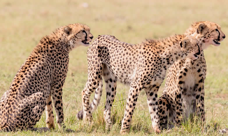 1 Day Tanzania Safari Experience
